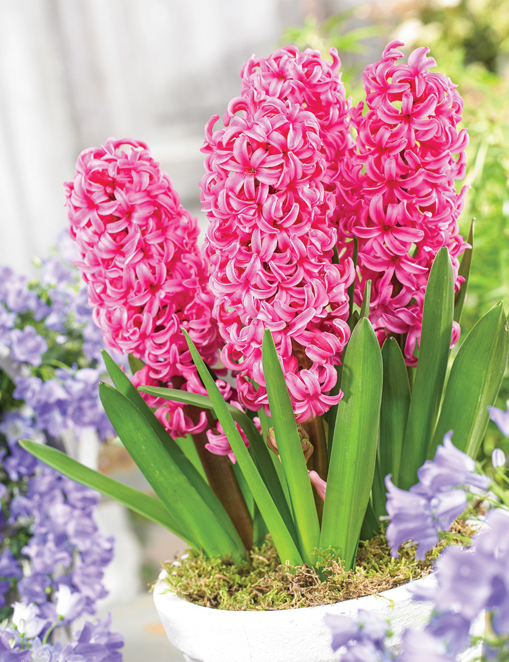 Hyacinth 'Johanna'