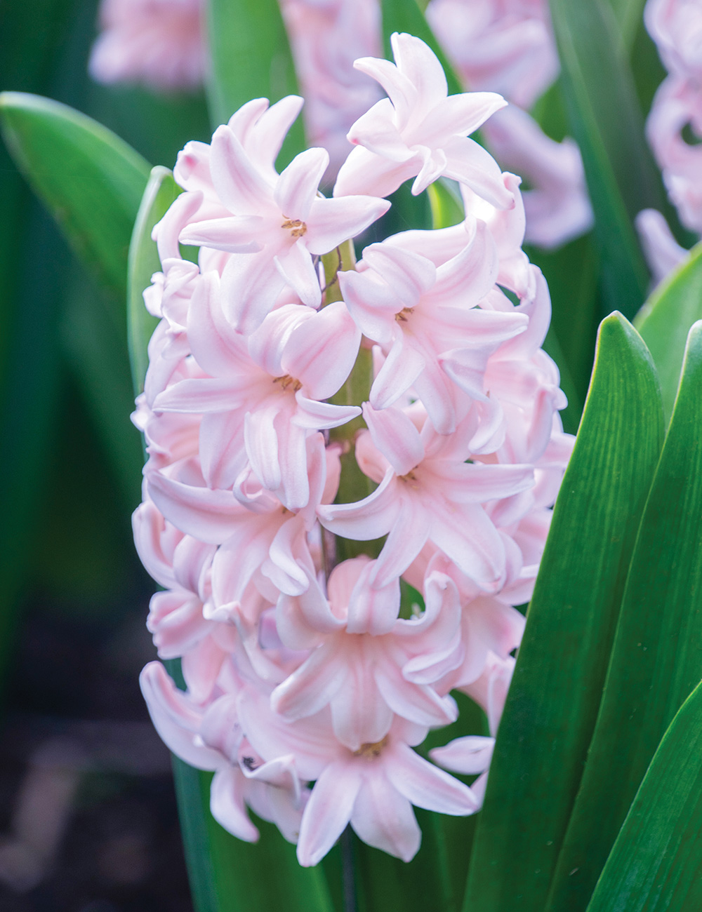 Hyacinth 'Pink Elephant'