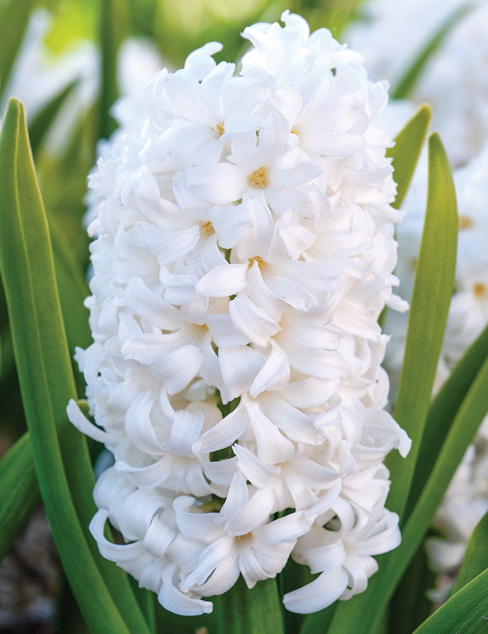 Hyacinth 'Pallas'